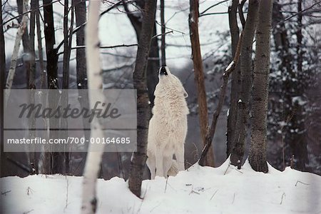 L'Arctique loup hurlant