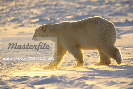 Eisbär