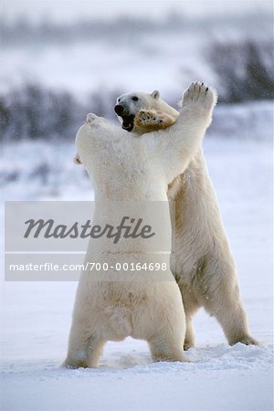 Two Polar Bears Playing