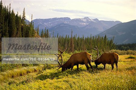 Bull Elk