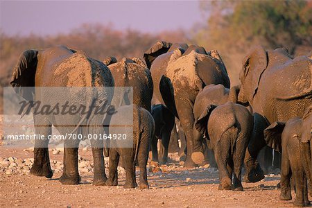 Herd of Elephants