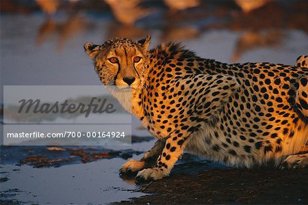 Close-Up of Cheetah