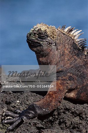 Marine Iguana