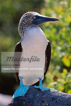 Blue-Footed Boobie