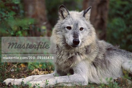 Timber Wolf Montana, USA