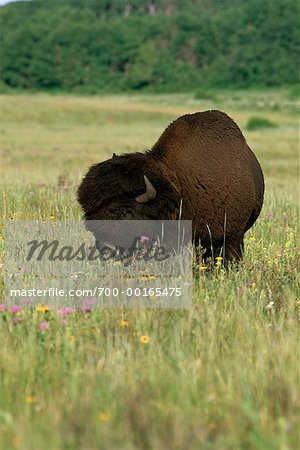 Bison Parc National Mont-Riding, Manitoba, Canada