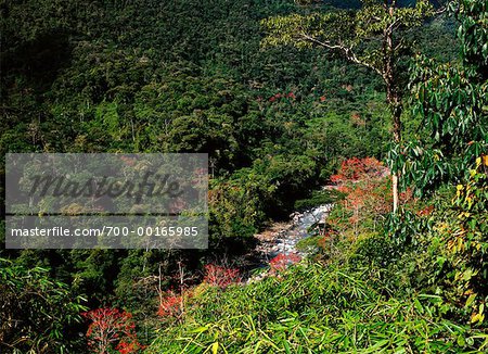 Gainier rouge arbres dans la forêt de Manu, Pérou Gainier rouge arbres dans la forêt de Manu, Pérou