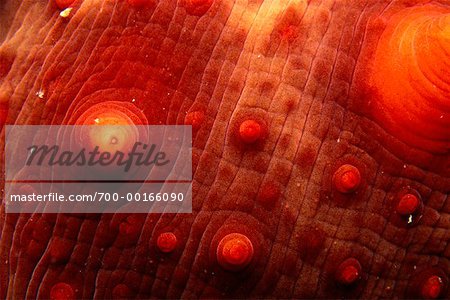 Gros plan de la peau de concombre de mer
