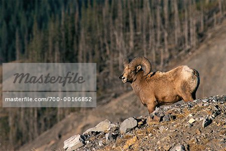 Bighorn Sheep Jasper National Park Alberta, Canada