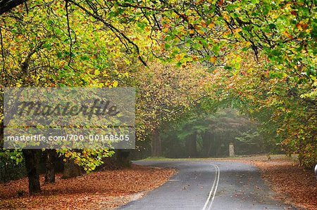 Scenic Road