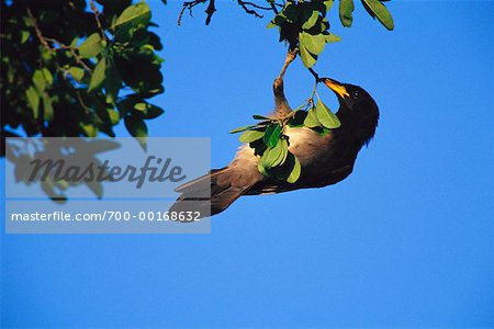 Jay brun collecte de matériel de nidification