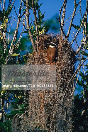 Great Kiskadee