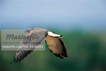 Weißschwanz-Hawk
