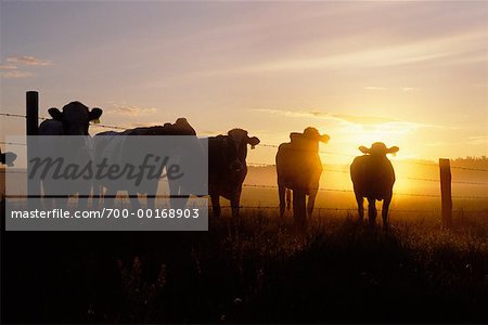 Rinder bei Sonnenaufgang am Zaun in einer Reihe stehend