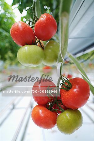 Tomates en serre