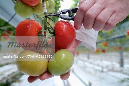 Gros plan des mains, la récolte de tomates
