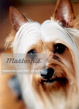 Portrait d'Yorkshire Terrier