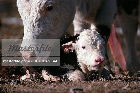 Portrait of Cow and Calf