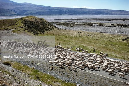 Sheep, South Island New Zealand