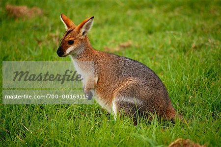 Baby Kangaroo