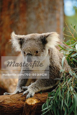 Koala Bear Taronga Zoo Sydney, Australia