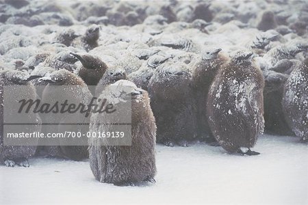 Colony of King Penguin Chicks Covered in Snow