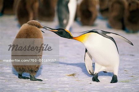 Mutter und junge König Pinguin Gold Harbour, Südgeorgien, Antarktis