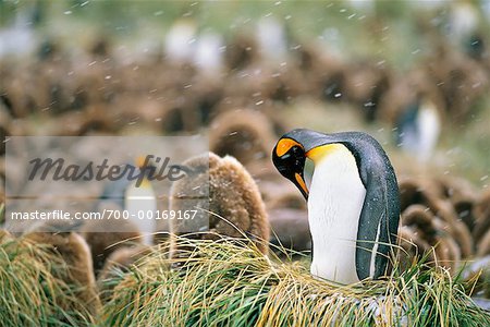 King Penguins Gold Harbour, South Georgia Island, Antarctica