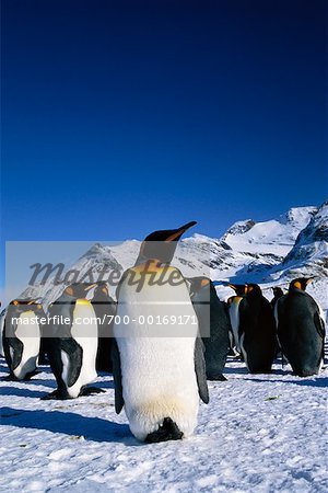 King Penguins Gold Harbour, South Georgia Island, Antarctica