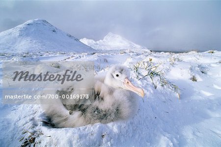 Wandering Albatross poussins Bird Island, île de Géorgie du Sud, Antarctique