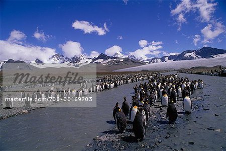 King Penguins South Georgia Îles, Antarctique
