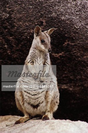 Unadorned Rock Wallaby