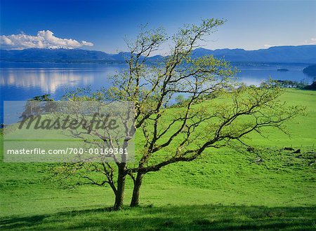 Lone Tree par l'eau