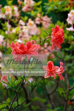 Azaleas in Monet's Garden Giverny, France