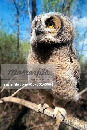 Grande Owlet cornu