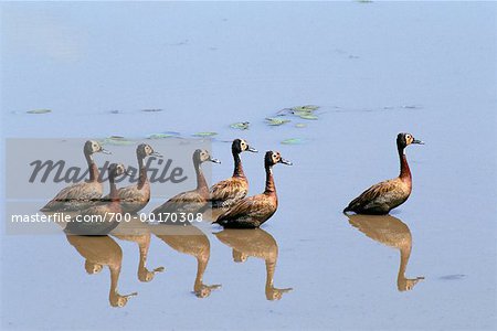 White-Faced Ducks