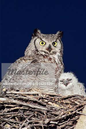 Great Horned Owl and Young