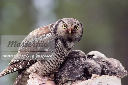 Northern Hawk Owl and Young
