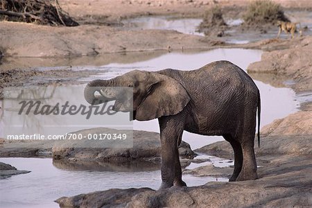 African Elephant