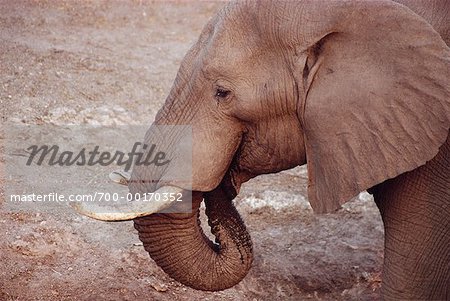 African Elephant