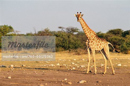 Giraffe