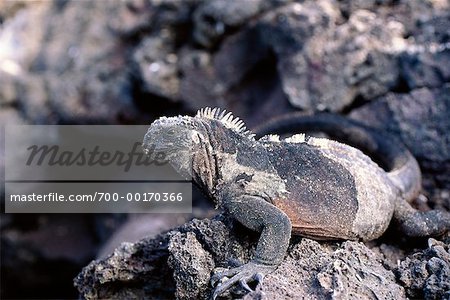 Iguane marin