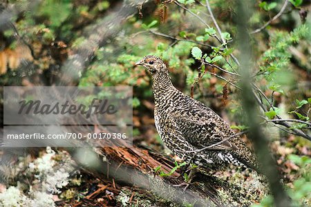 Spruce Grouse