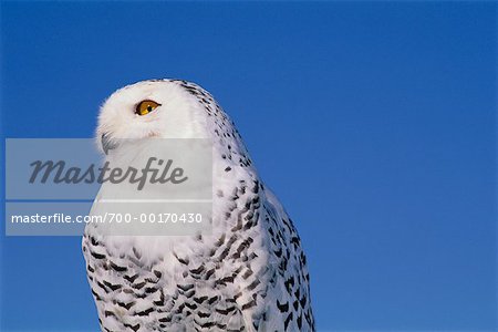 Arktische Owl Nord-Ontario, Kanada