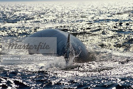 Finback Whale Grandes Bergeronnes, St. Lawrence River, Quebec, Canada