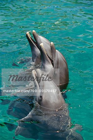 Bottlenose Dolphins Miami Seaquarium, Florida
