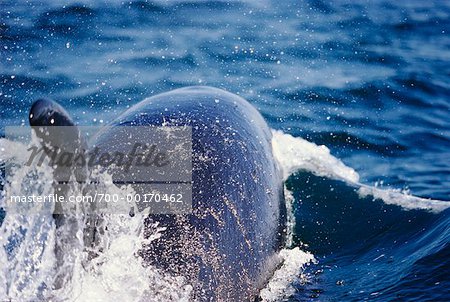 Killer Whale Breaching Surface Gulf Islands, British Columbia, Canada