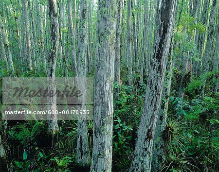 Cypress Trees and Bromeliads Corkscrew Swamp Sanctuary, Florida Everglades, USA
