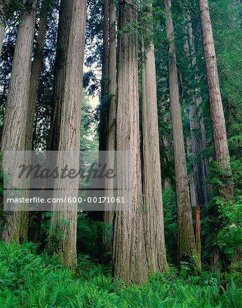 Forêt de séquoias, Michelle Smith State Park, Californie, USA