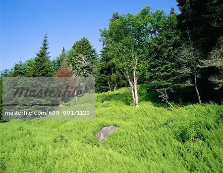 Bay of Fundy National Park, New Brunswick, Canada